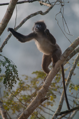 Trachypithecus phayrei