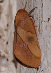 Syssphinx blanchardi