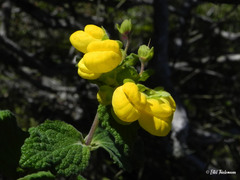 Calceolaria georgiana