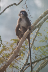 Trachypithecus phayrei
