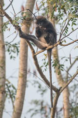 Trachypithecus phayrei