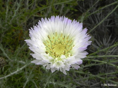 Plectocephalus chilensis