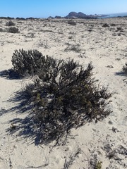 Heliotropium floridum