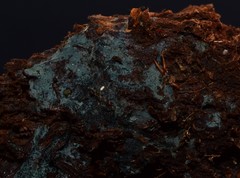 Byssocorticium atrovirens