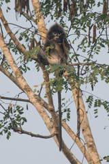 Trachypithecus phayrei