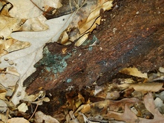Byssocorticium atrovirens