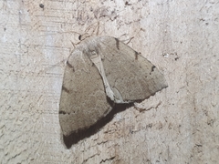 Sestra humeraria