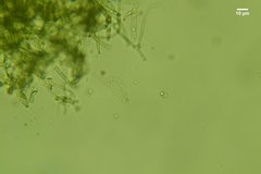 Byssocorticium atrovirens