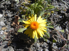 Chaetanthera glabrata