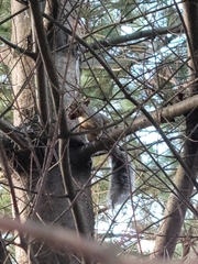 Sciurus carolinensis