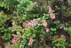 Vaccinium fragile