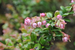 Vaccinium fragile