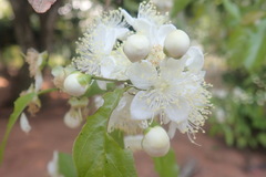 Campomanesia xanthocarpa