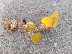 Dioscorea fastigiata