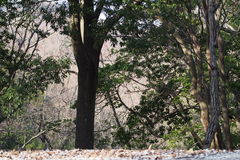 Quercus myrsinifolia