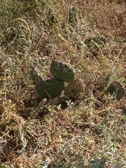 Opuntia cymochila