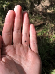 Amblyomma americanum