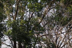 Quercus myrsinifolia