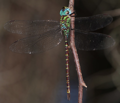 Triacanthagyna caribbea