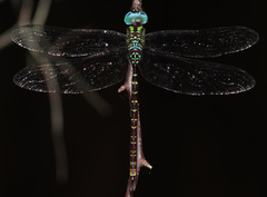 Triacanthagyna caribbea