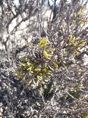 Heliotropium floridum