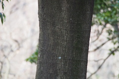 Quercus myrsinifolia