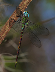 Triacanthagyna caribbea