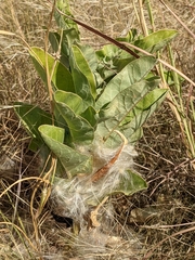 Asclepias oenotheroides