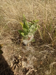 Asclepias oenotheroides