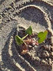 Dioscorea fastigiata