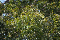 Quercus myrsinifolia