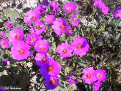 Cistanthe grandiflora