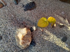 Dioscorea fastigiata