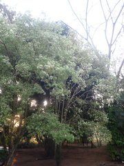 Campomanesia xanthocarpa