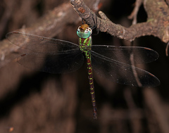 Triacanthagyna caribbea