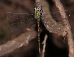 Triacanthagyna caribbea