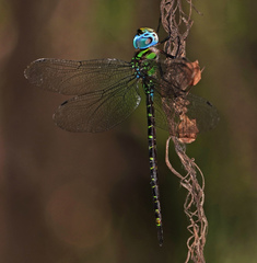 Triacanthagyna caribbea