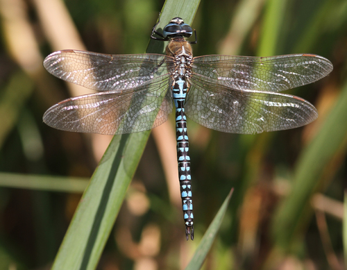 Southern Migrant Hawker, Strand en Duin, Hoek van Holland, Nederland, photo 7 of 10