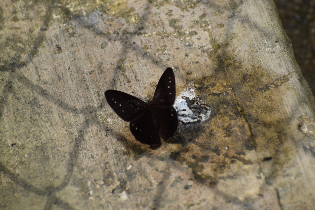 Lymanopoda affineola