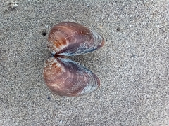 Tivela