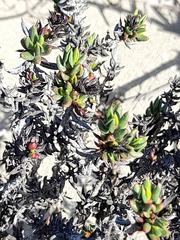 Chorizanthe mieresii