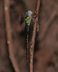 Triacanthagyna caribbea