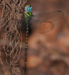Triacanthagyna caribbea