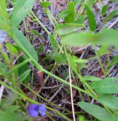 Psoralea asarina