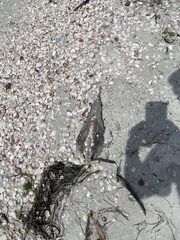 Ogcocephalus