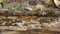 Peniophorella pubera