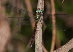 Triacanthagyna caribbea