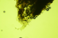 Peniophorella pubera