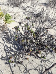 Chorizanthe mieresii