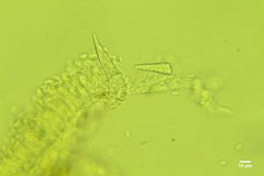 Peniophorella pubera